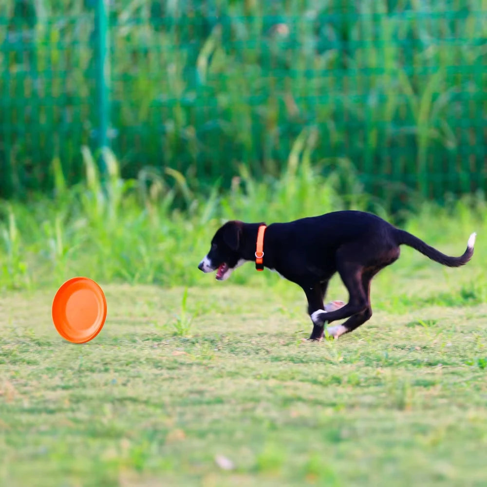 Dog Training Disc - Durable Pet for Puppy & Adult Dog Training, Lightweight Easy-Catch Dog Training Toy, Essential Pet Supplies
